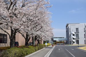 川越キャンパス桜